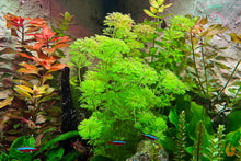 Lade das Bild in den Galerie-Viewer, Blütenstielloser Sumpffreund  Limnophila sessiliflora  In Vitro Aquariumpflanze im Aquarium
