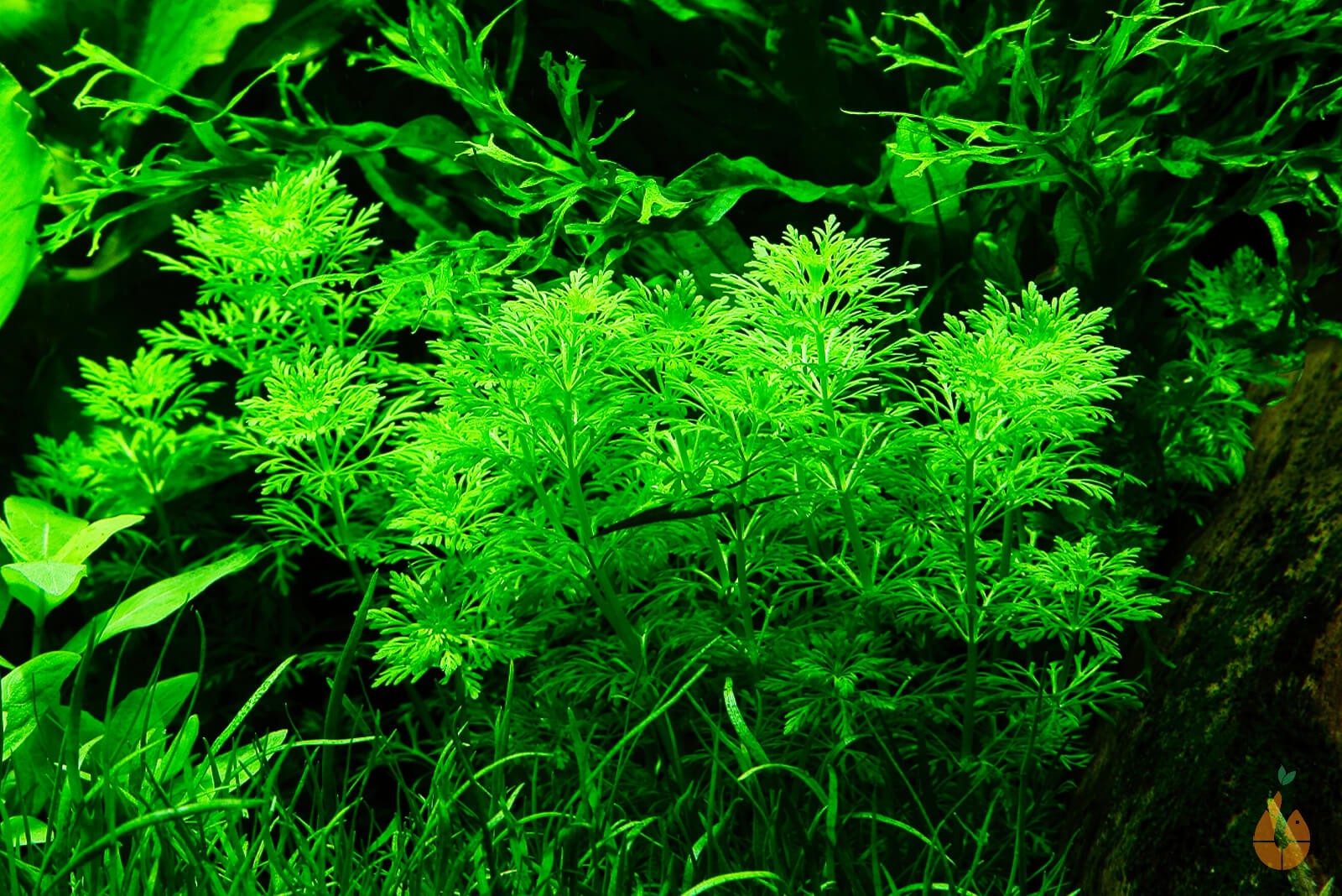 Blütenstielloser Sumpffreund | Limnophila sessiliflora | Aquariumpflanze