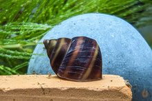 Lade das Bild in den Galerie-Viewer, Braune Pianoschnecke / Piano Schnecke | Schoko Pinselalgenschnecke | Taia naticoides Wasserschnecke
