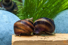 Lade das Bild in den Galerie-Viewer, Braune Pianoschnecke / Piano Schnecke | Schoko Pinselalgenschnecke | Taia naticoides im Schnecken Aquarium
