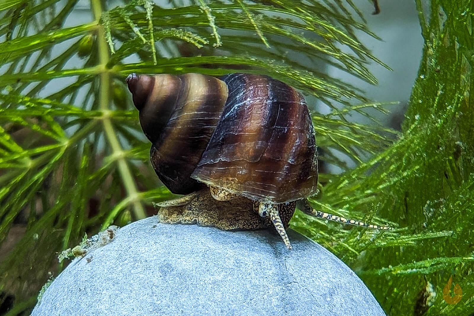 Braune Pianoschnecke / Piano Schnecke | Schoko Pinselalgenschnecke | Taia naticoides im Aquarium