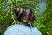 Lade das Bild in den Galerie-Viewer, Braune Pianoschnecke / Piano Schnecke | Schoko Pinselalgenschnecke | Taia naticoides im Aquarium
