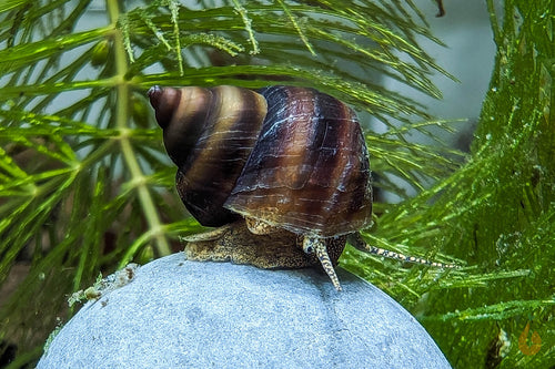 Braune Pianoschnecke / Piano Schnecke | Schoko Pinselalgenschnecke | Taia naticoides im Aquarium