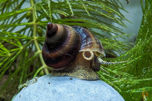 Lade das Bild in den Galerie-Viewer, Braune Pianoschnecke / Piano Schnecke | Schoko Pinselalgenschnecke | Taia naticoides im Garnelenaquarium
