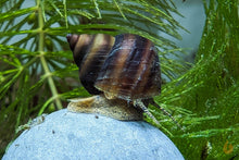 Lade das Bild in den Galerie-Viewer, Braune Pianoschnecke / Piano Schnecke | Schoko Pinselalgenschnecke | Taia naticoides im Schneckenaquarium

