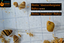 Lade das Bild in den Galerie-Viewer, &quot;Brotia pagodula&quot; und &quot;Brotia dautzenbergiana&quot; Babys / Nachzuchten / Nachzucht / DNZ

