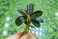 Bucephalandra 