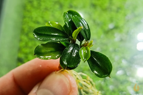 Bucephalandra 