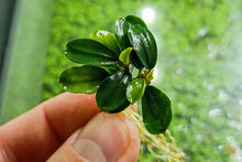 Lade das Bild in den Galerie-Viewer, Bucephalandra &quot;Apple Leaf&quot; | Apfelblatt Buce | Nachzucht - Rarität
