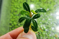 Bucephalandra 