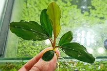 Lade das Bild in den Galerie-Viewer, Bucephalandra &quot;Green Broad Leaf&quot; | Buce Nachzucht - Rarität
