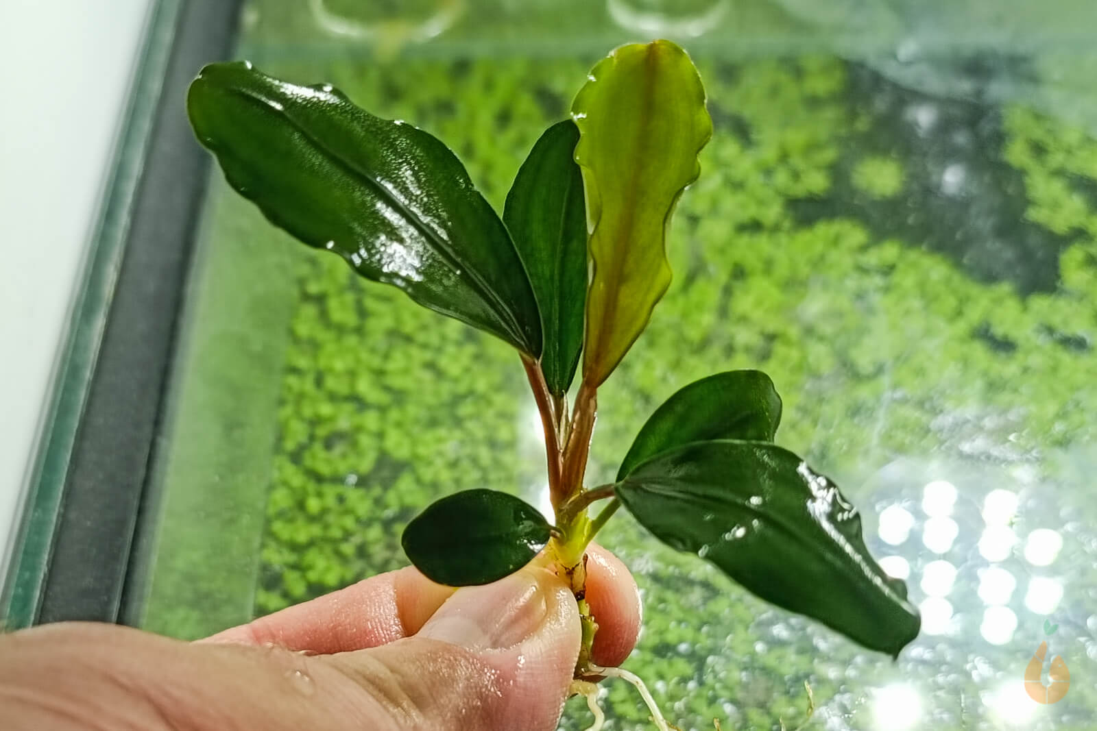 Bucephalandra 