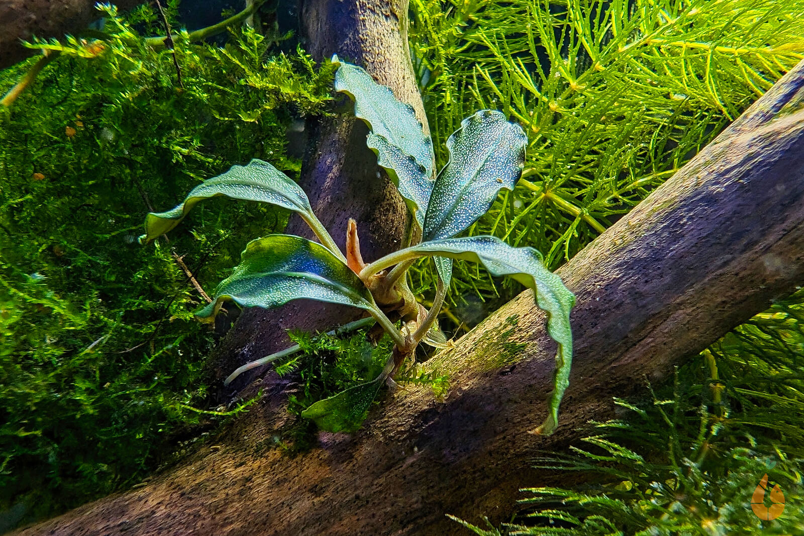 【実生ブセ】Bucephalandra cv.\"AL-hyb.007\" Bucephalandra 