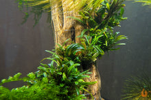 Lade das Bild in den Galerie-Viewer, Bucephalandra Filiformis &quot;Rosmarin&quot; | In Vitro Aquariumpflanze - Rarität im Nano Aquarium
