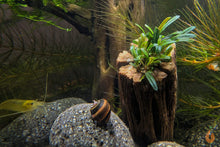 Lade das Bild in den Galerie-Viewer, Bucephalandra Filiformis &quot;Rosmarin&quot; | In Vitro Aquariumpflanze - Rarität im Schneckenaquarium
