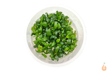 Lade das Bild in den Galerie-Viewer, Bucephalandra "Mini Needle Leaf" | In Vitro Aquariumpflanze - Rarität
