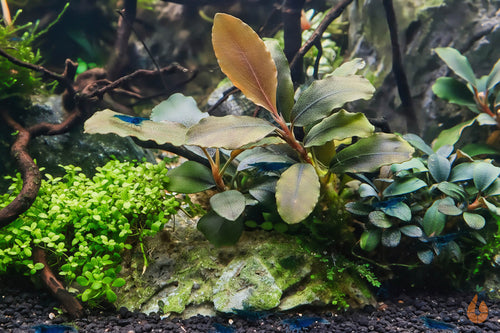 Bucephalandra Nanga Pinoh | In Vitro Aquariumpflanze - Rarität im Garnelenaquarium