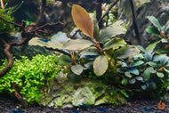 Bucephalandra Nanga Pinoh | In Vitro Aquariumpflanze - Rarität im Garnelenaquarium