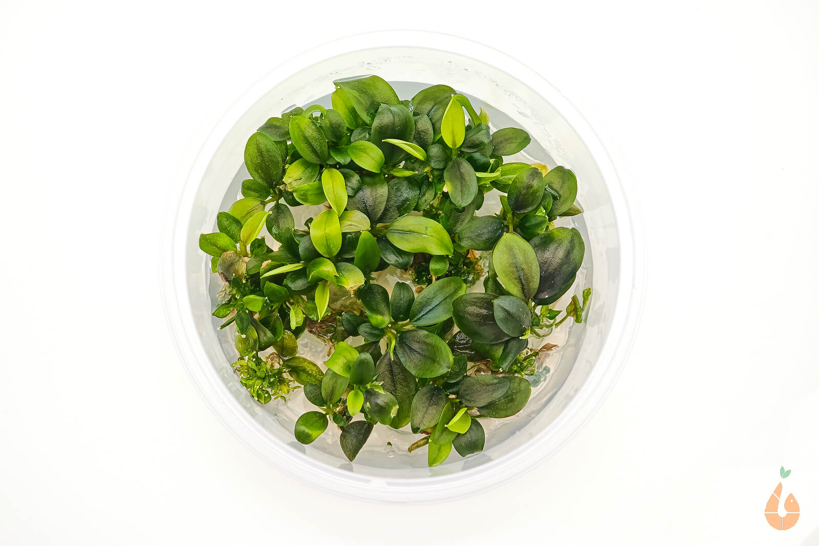 Bucephalandra Nanga Pinoh | In Vitro Aquariumpflanze - Rarität XL Becher