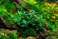 Bucephalandra 