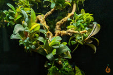 Lade das Bild in den Galerie-Viewer, Bucephalandra &quot;Serimbu Brown&quot; | In Vitro Aquariumpflanze - Rarität im Garnelenaquarium
