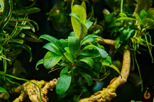 Bucephalandra 