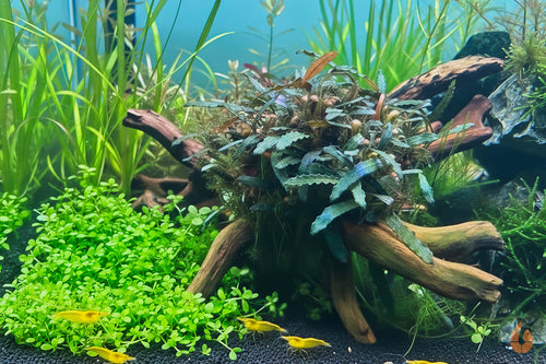 Bucephalandra Velvet Tricolor | In Vitro Aquariumpflanze - Rarität im Garnelenaquarium