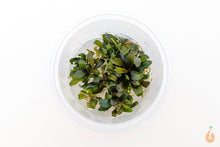 Lade das Bild in den Galerie-Viewer, Bucephalandra &quot;Serimbu Brown&quot; | In Vitro Aquariumpflanze - Rarität
