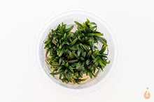 Lade das Bild in den Galerie-Viewer, Bucephalandra Filiformis ’Rosmarin’ | In Vitro Aquariumpflanze - Rarität
