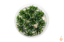 Lade das Bild in den Galerie-Viewer, Bucephalandra Filiformis &quot;Rosmarin&quot; | In Vitro Aquariumpflanze - Rarität XL Becher
