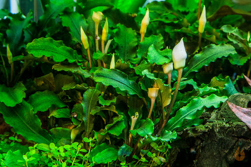 Bucephalandra pygmaea 'Bukit Kelam / Sintang / Wave Leaf' | In Vitro Aquariumpflanze - Rarität blüht im Aquarium