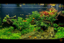 Lade das Bild in den Galerie-Viewer, Bucephalandra pygmaea &#39;Bukit Kelam / Sintang / Wave Leaf&#39; | In Vitro Aquariumpflanze - Rarität Aquascaping Aquarium
