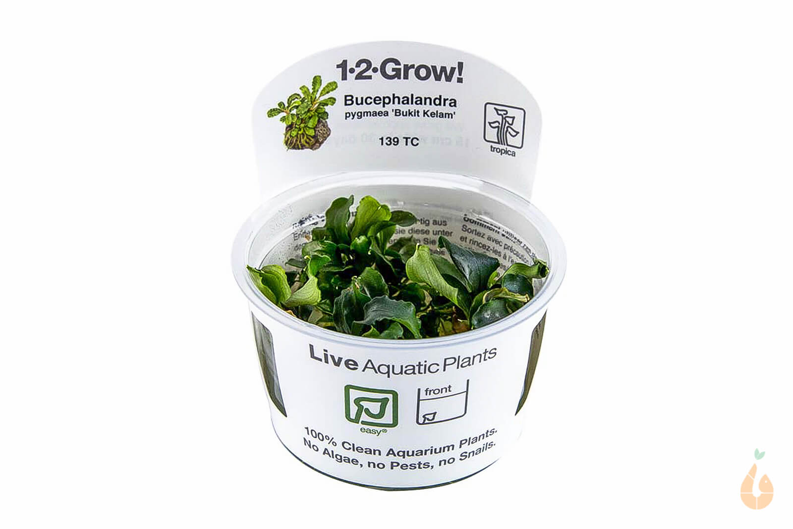 Tropica - Bucephalandra pygmaea 'Bukit Kelam / Sintang / Wave Leaf' | In Vitro Aquariumpflanze - Rarität