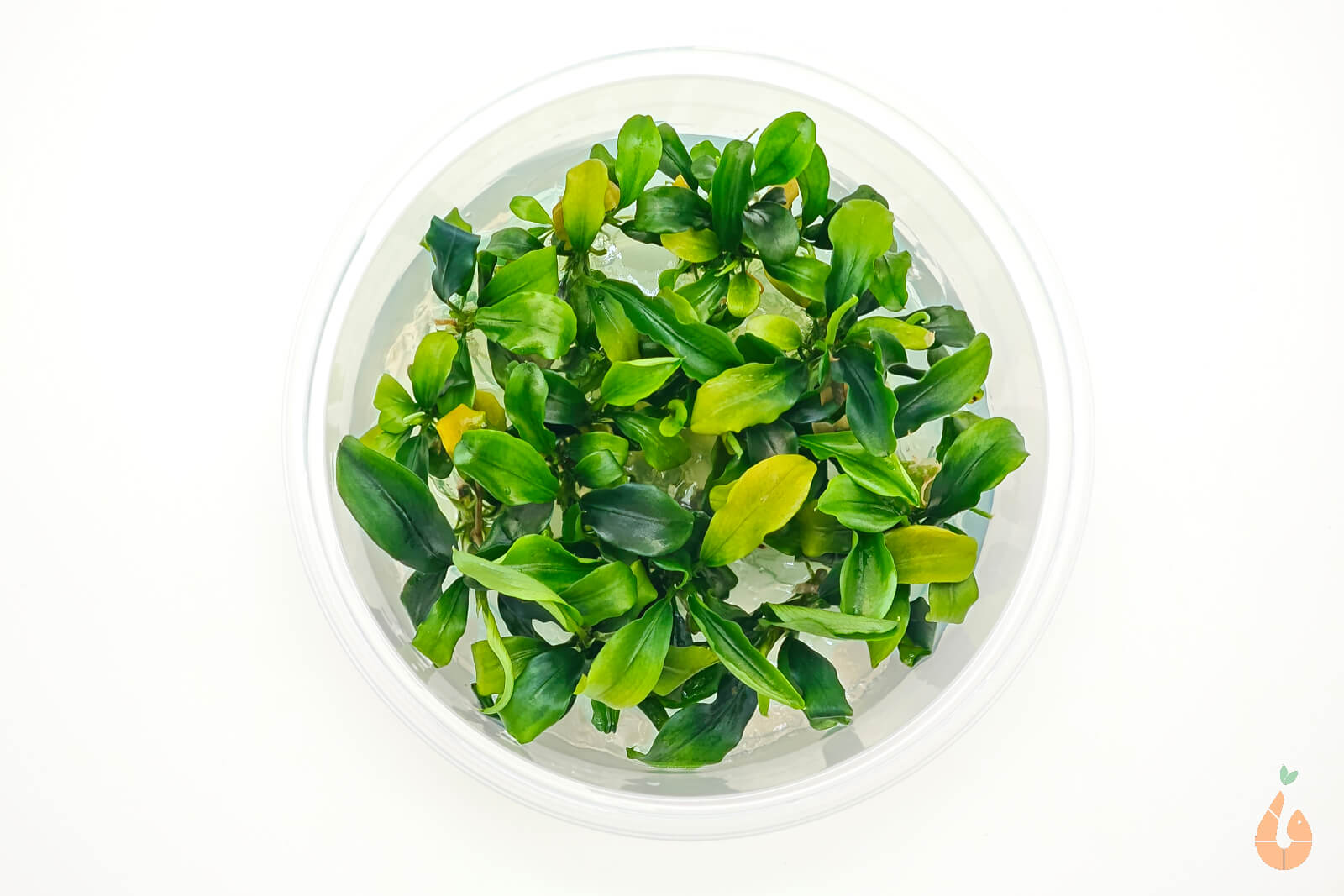 Bucephalandra pygmaea 'Bukit Kelam  Sintang  Wave Leaf'  In Vitro Aquariumpflanze - Rarität XL Becher