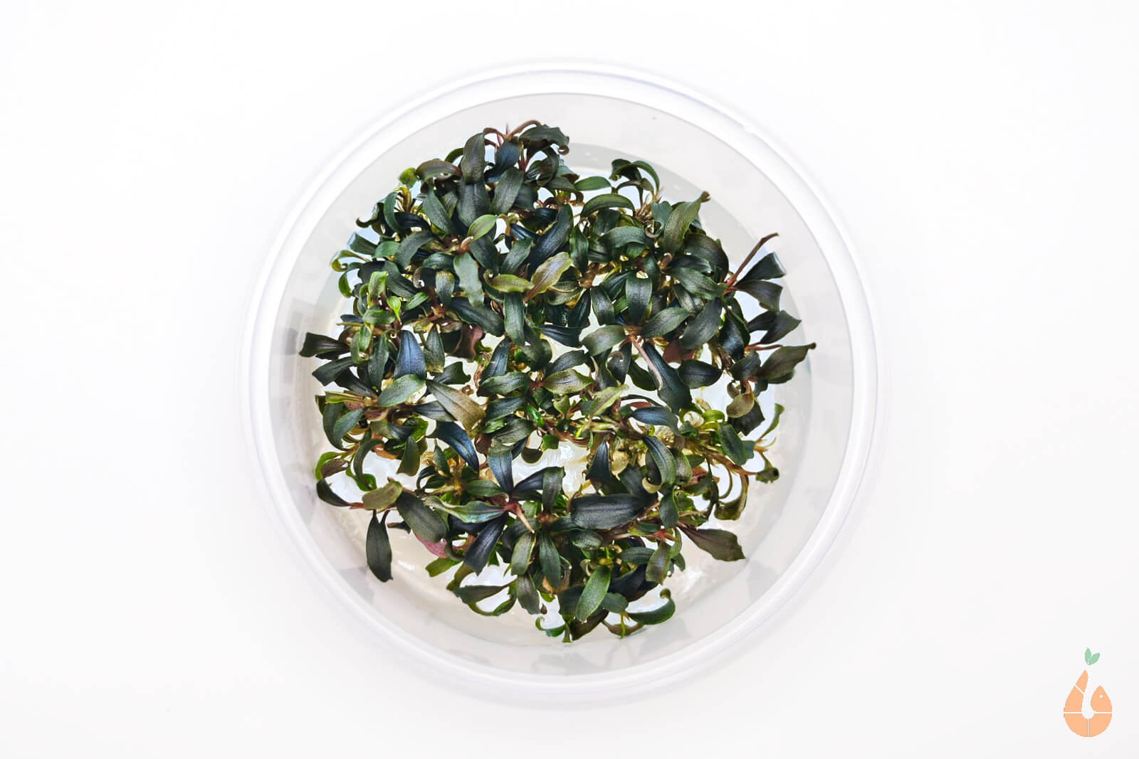 Bucephalandra sp. ’Kedagang’  In Vitro Aquariumpflanze - Rarität XL Becher