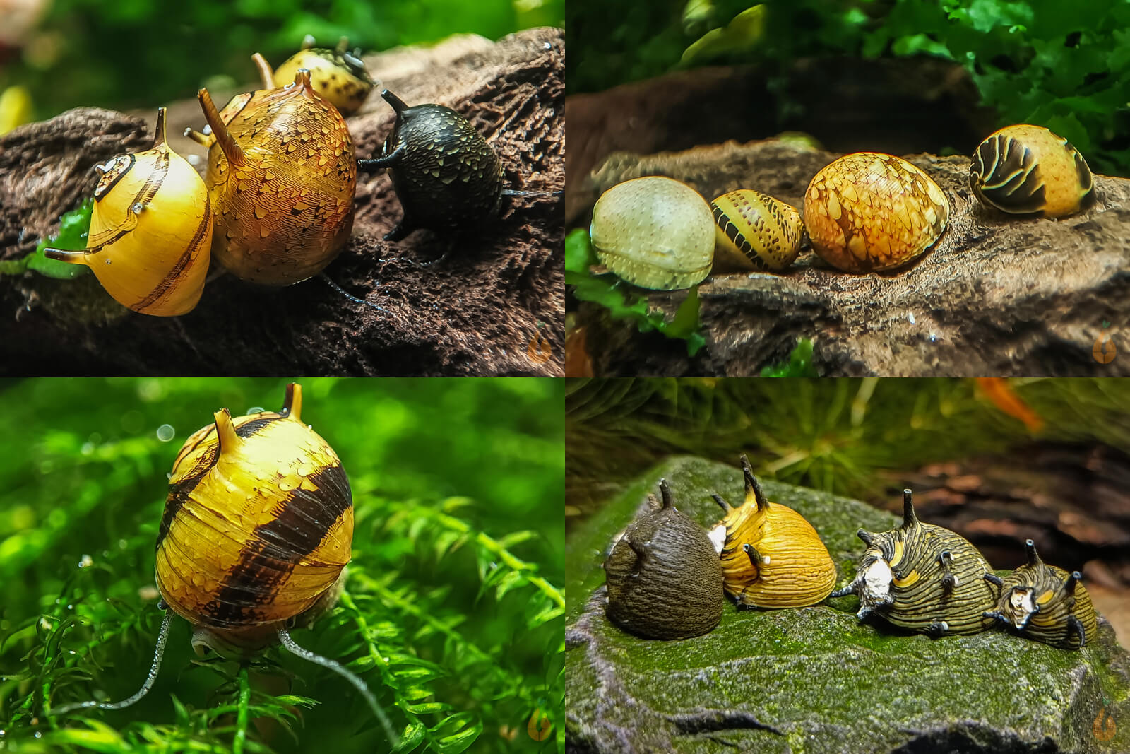 Bunter Geweihschnecken / Hörnchenschnecken Mix | Clithon sp. im Aquarium