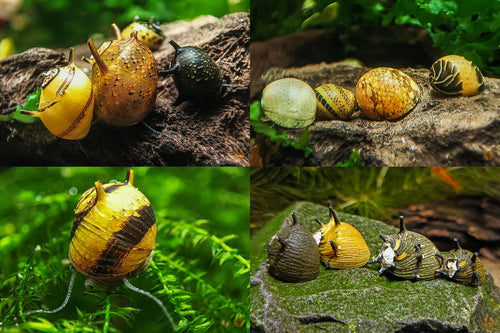 Bunter Geweihschnecken / Hörnchenschnecken Mix | Clithon sp. im Aquarium