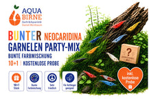 Lade das Bild in den Galerie-Viewer, Bunter Neocaridina Garnelen Party-Mix | Bunte Farbmischung | 10+1 &amp; kostenlose Probe
