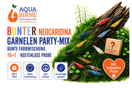 Bunter Neocaridina Garnelen Party-Mix | Bunte Farbmischung | 10+1 & kostenlose Probe