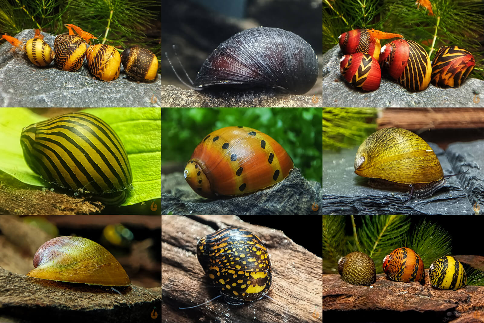 Bunter Rennschnecken / Napfschnecken Mix | Neritina / Vittina sp. im Aquarium