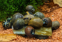 Lade das Bild in den Galerie-Viewer, Aqua Birne - Premium Algenplatten / Algae Plate | Algen Einzelfutter
