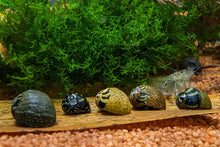 Lade das Bild in den Galerie-Viewer, Bunt gemusterte Fancy Geweihschnecke | Clithon sp. - Rarität im Nano Aquarium
