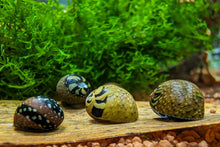 Lade das Bild in den Galerie-Viewer, Bunt gemusterte Fancy Geweihschnecke | Clithon sp. - Rarität im Garnelenaquarium
