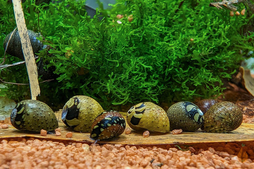 Bunt gemusterte Fancy Geweihschnecke | Clithon sp. - Rarität im Aquarium