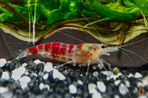 Calceo Bee Garnele | Golden Dragon | Caridina sp. im Aquarium