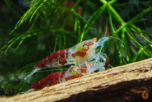 Lade das Bild in den Galerie-Viewer, Calceo Bee OE Garnele | Golden Dragon Orange Eye | Caridina sp. im Nano Aquarium
