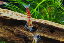Lade das Bild in den Galerie-Viewer, Calceo Bee OE Garnele | Golden Dragon Orange Eye | Caridina sp. im Nanoaquarium
