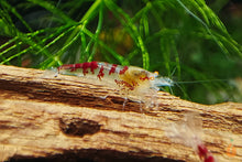 Lade das Bild in den Galerie-Viewer, Calceo Bee OE Garnele | Golden Dragon Orange Eye | Caridina sp. im Aquascaping Aquarium
