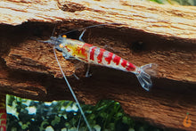 Lade das Bild in den Galerie-Viewer, Calceo Bee OE Garnele | Golden Dragon Orange Eye | Caridina sp. im Aquascape Aquarium
