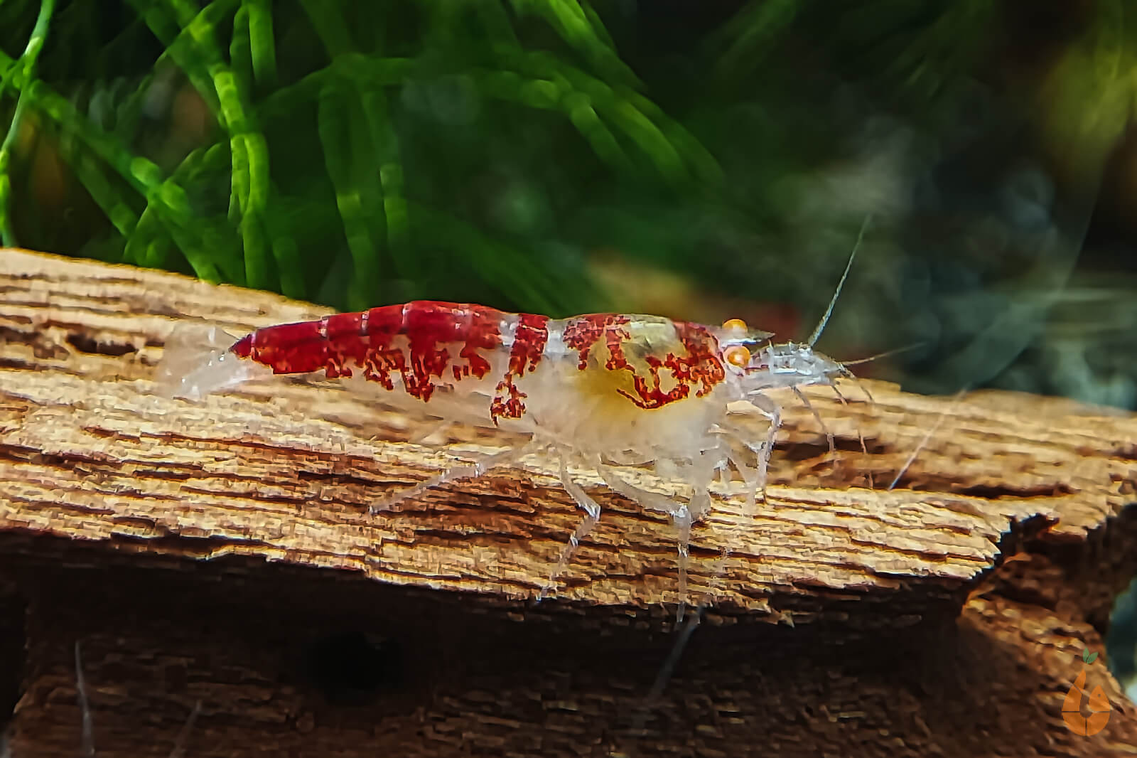 Calceo Bee OE Garnele | Golden Dragon Orange Eye | Caridina sp. im Aquarium